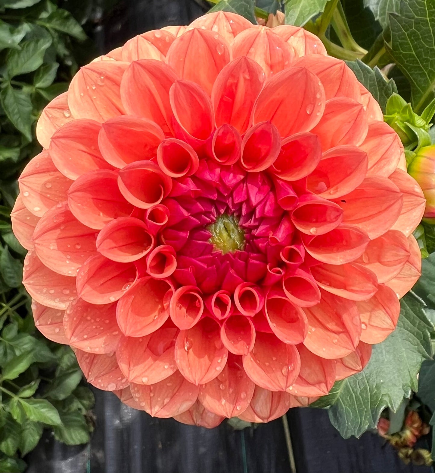 KA Blood Orange - Dahlia Tuber