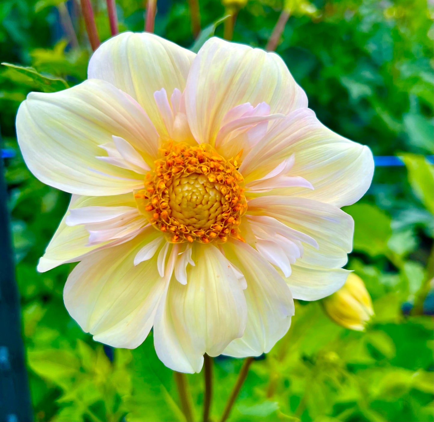 Apple Blosson Collerette - Dahlia Tuber