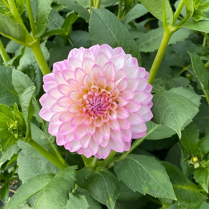 Arbatax - Dahlia Tuber