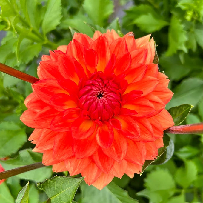 Ariko Zsaza - Dahlia Tuber
