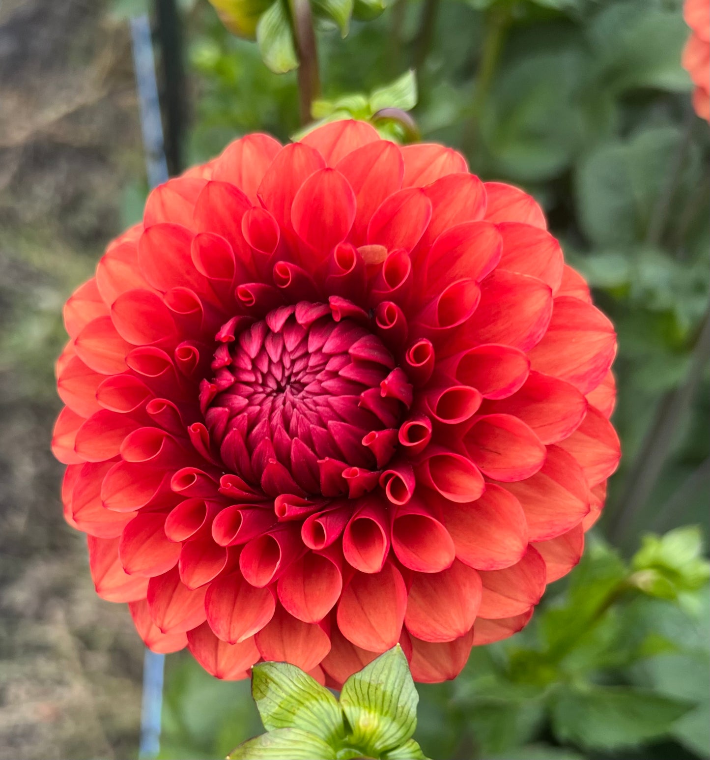 Brown Sugar - Dahlia Tuber