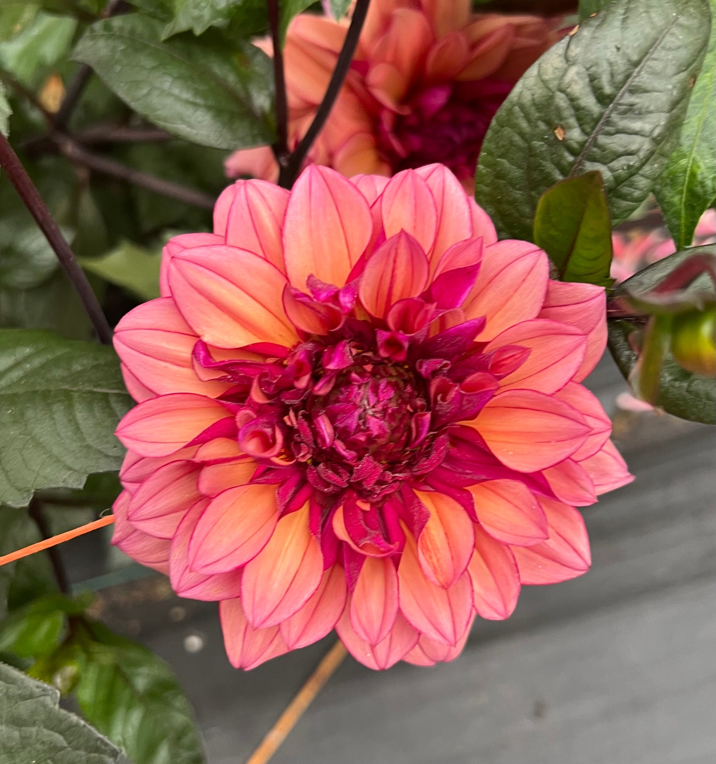 Molly Raven - Dahlia Tuber