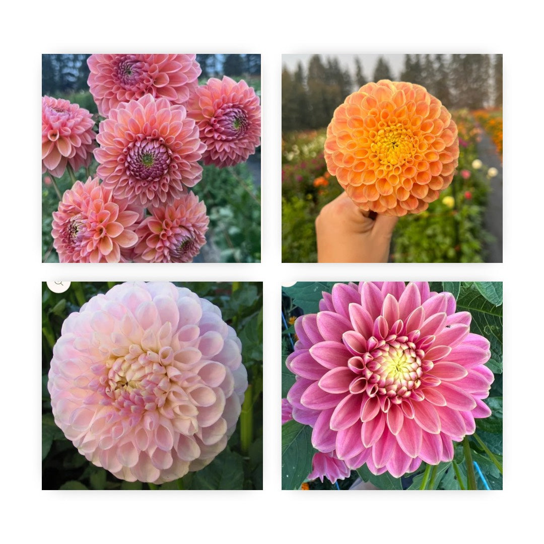 Level 2 Dahlia Tuber Package