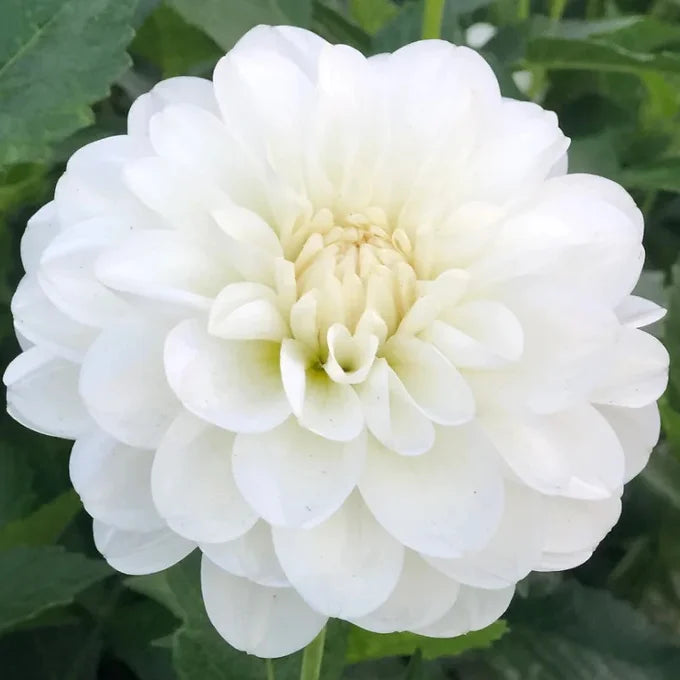 Bride to Be - Dahlia Tuber