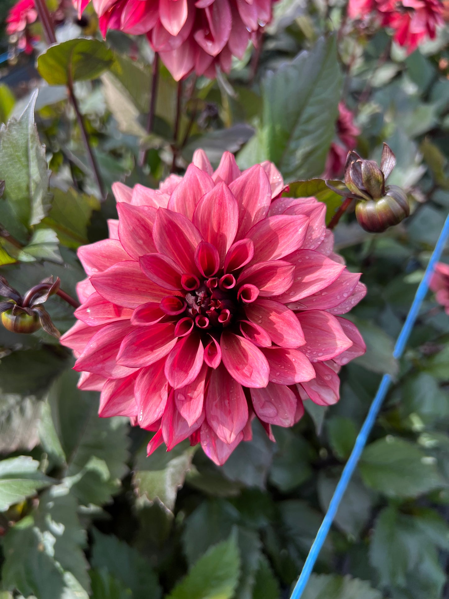 Night Silence - Dahlia Tuber