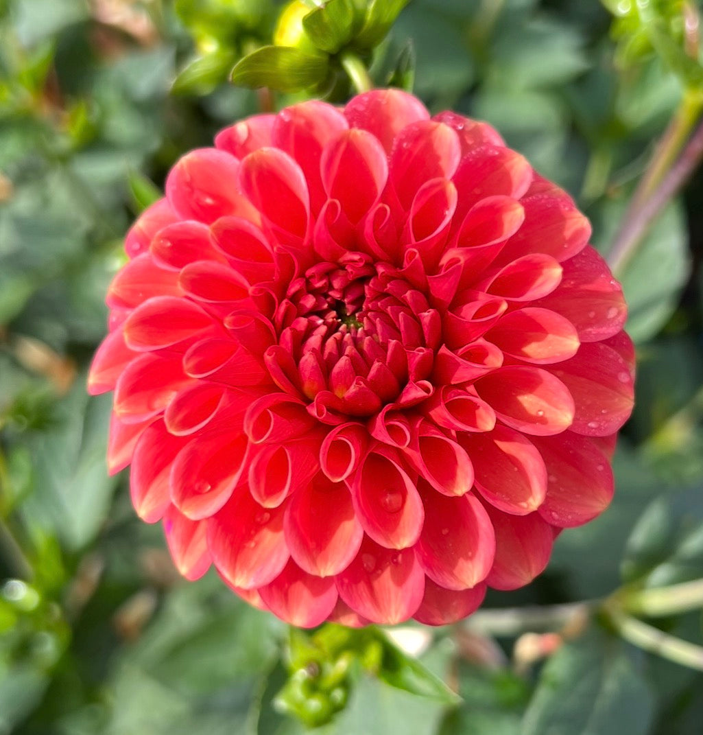 Zundert Mystery Fox - Dahlia Tuber