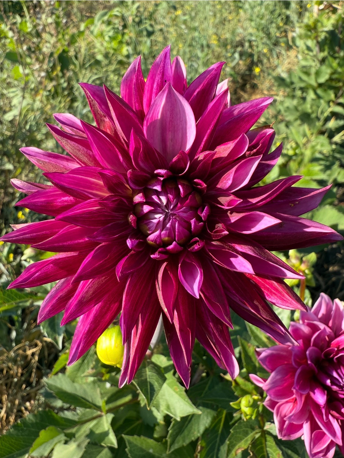 Tanita - Dahlia Tuber