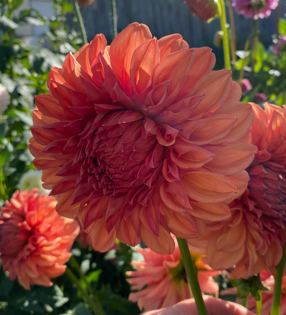 Orange Globe - Dahlia Tuber