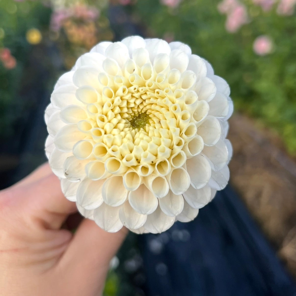 White Wizard - Dahlia Tuber