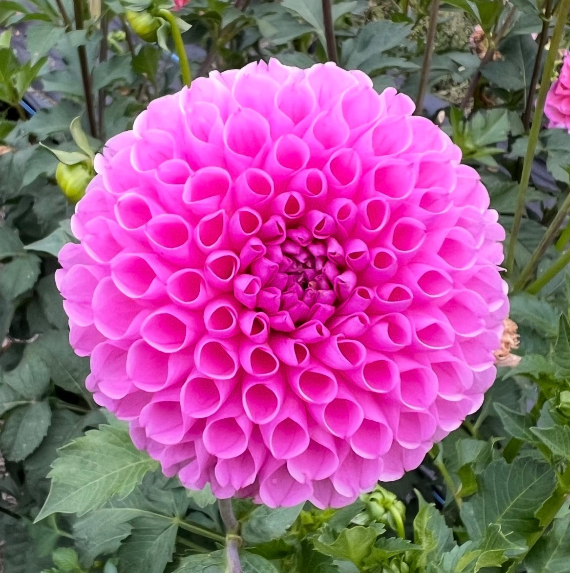Camano Love - Dahlia Tuber