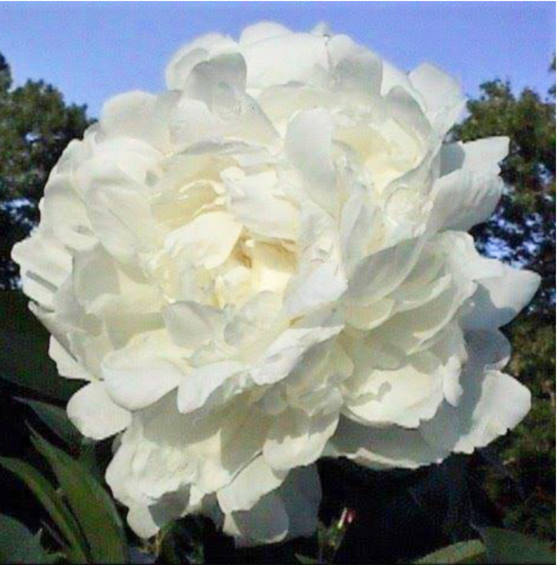 Dr. F.G Brethour - Peony Root