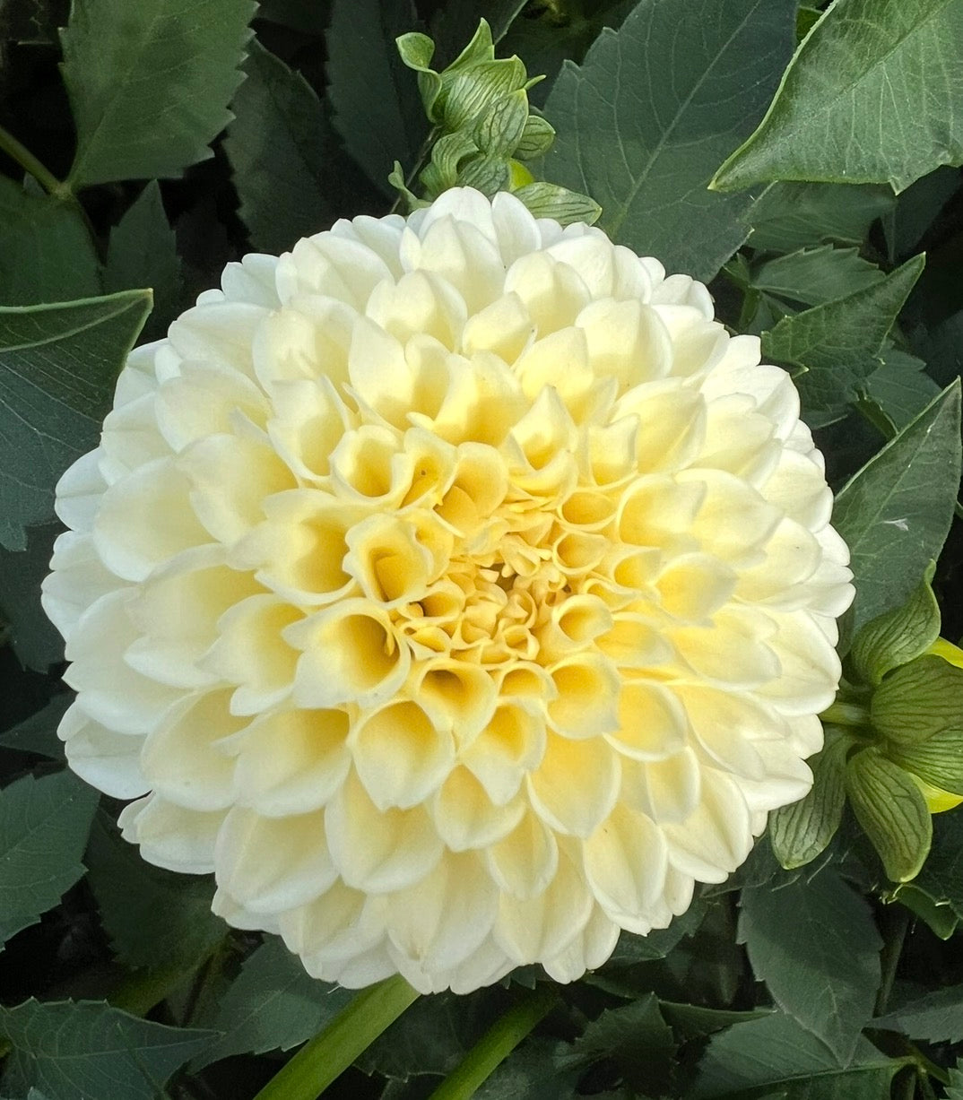 Creamy - Dahlia Tuber