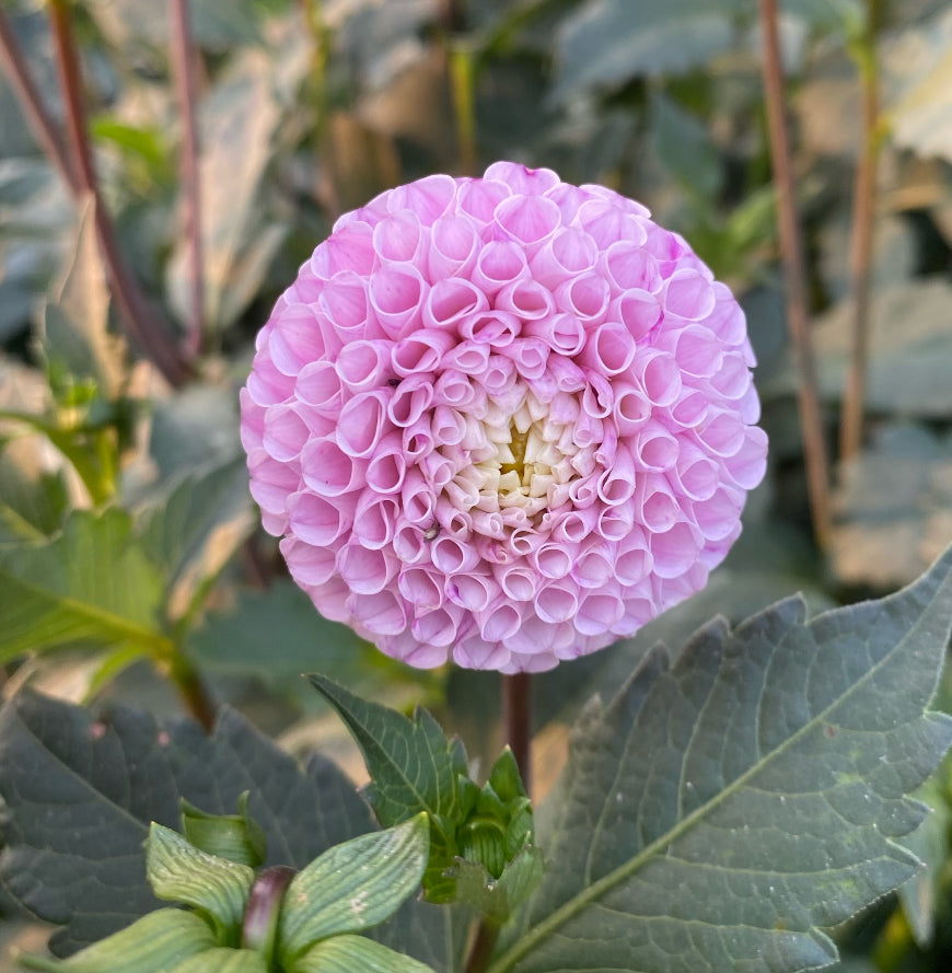 Maiike - Dahlia Tuber