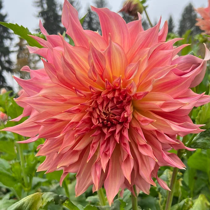Penhill Watermelon - Dahlia Tuber
