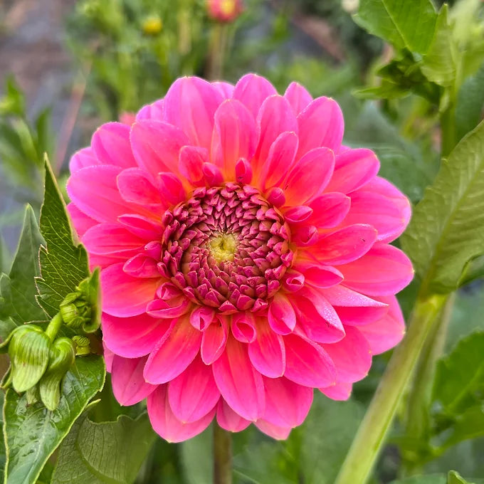 Pink Runner - Dahlia Tuber