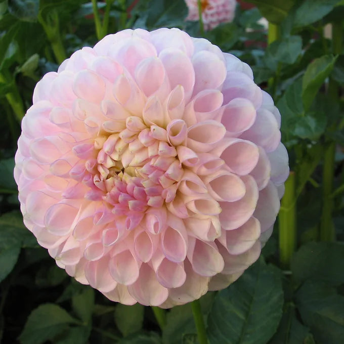 Snoho Sonia - Dahlia Tuber
