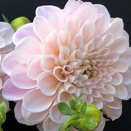 Sweet Nathalie - Dahlia Tuber