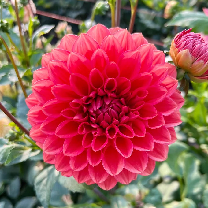 Tempest - Dahlia Tuber