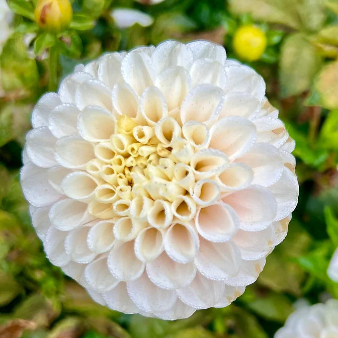 White Wizard - Dahlia Tuber
