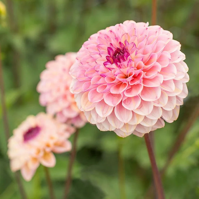 Wine Eyed Jill - Dahlia Tuber