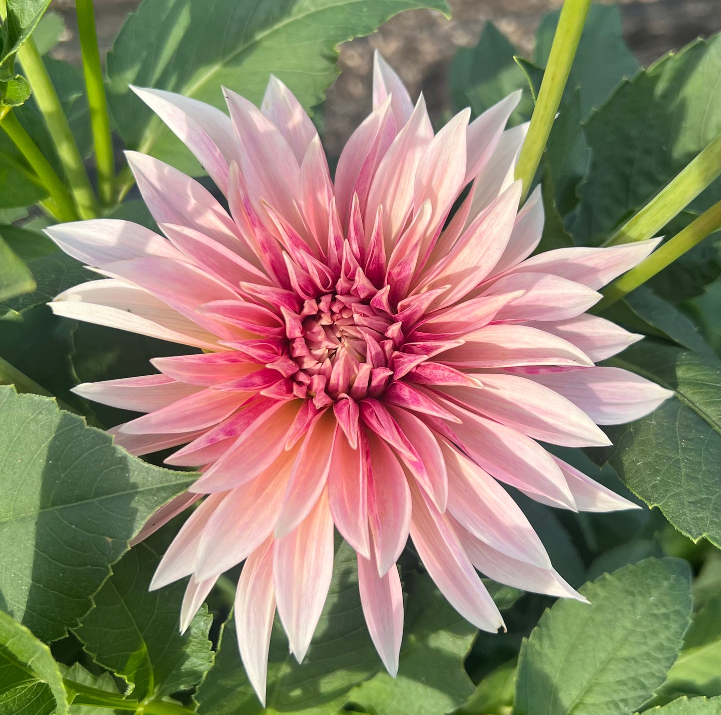 Cafe Mini (Jolene) - Dahlia Tuber