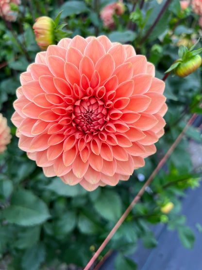 Rossendale Peach - Dahlia Tuber