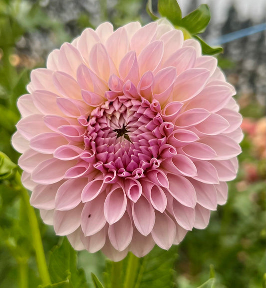 Bloomquist Tory P - Dahlia Tuber