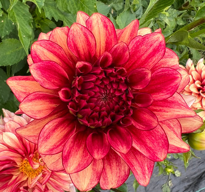 N-Force - Dahlia Tuber