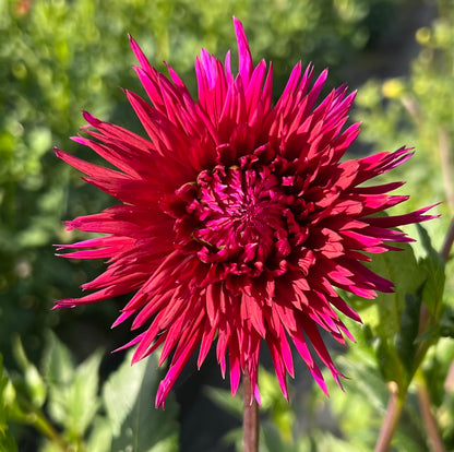 Urchin - Dahlia Tuber