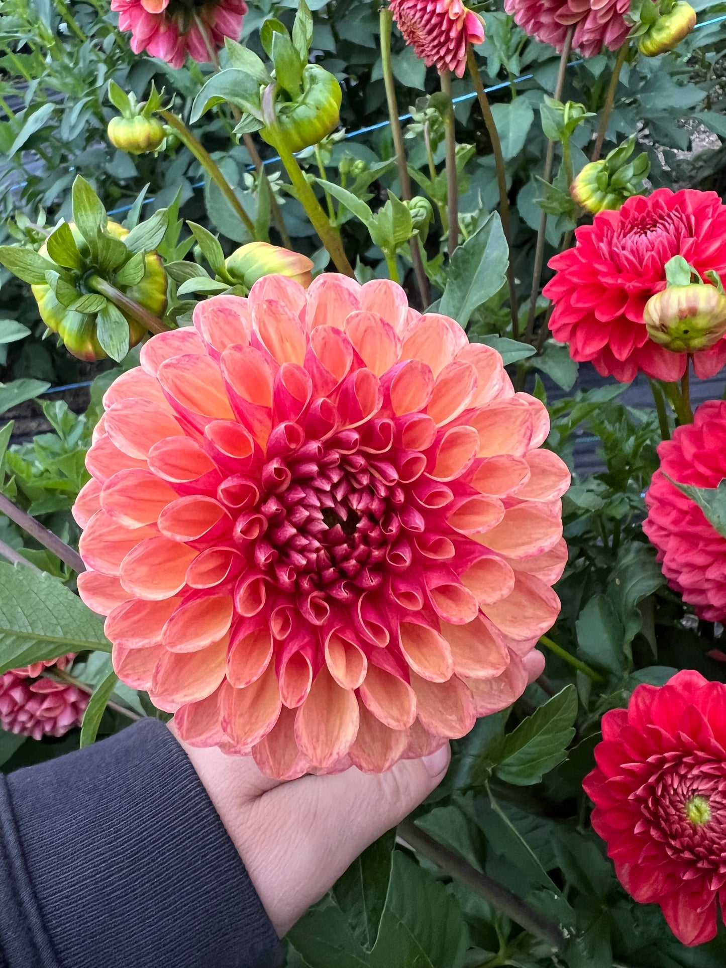 CT Gale - Dahlia Tuber