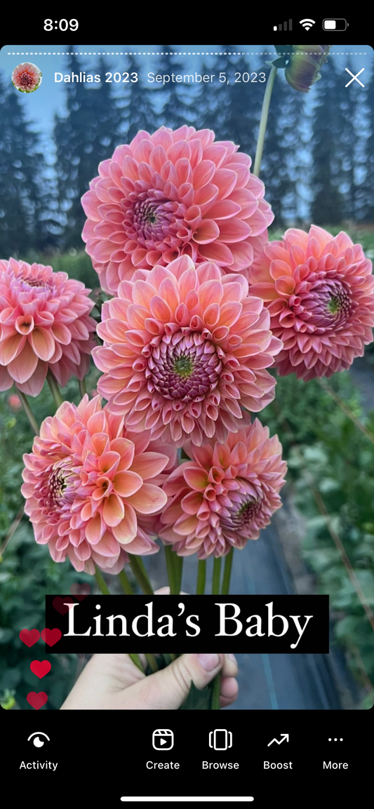 Lindas' Baby - Dahlia Tuber