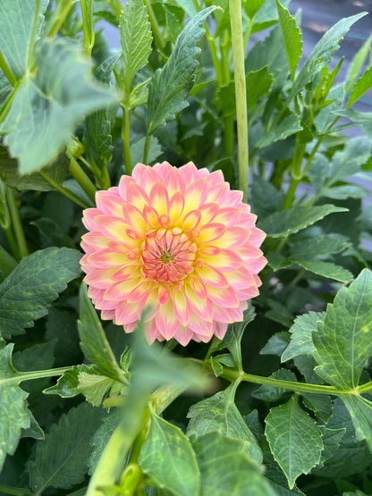 Oreti Adelle - Dahlia Tuber