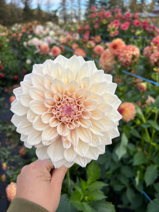 KA Pearl - Dahlia Tuber