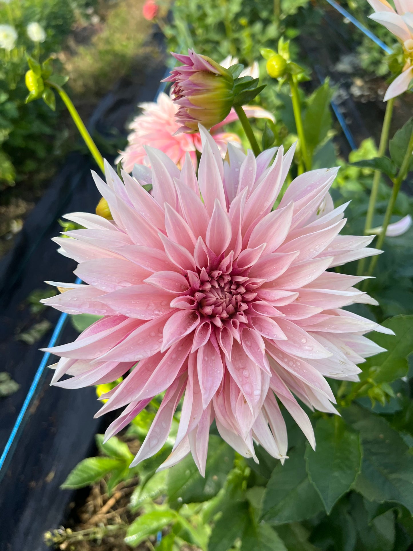 Cafe Mini (Jolene) - Dahlia Tuber