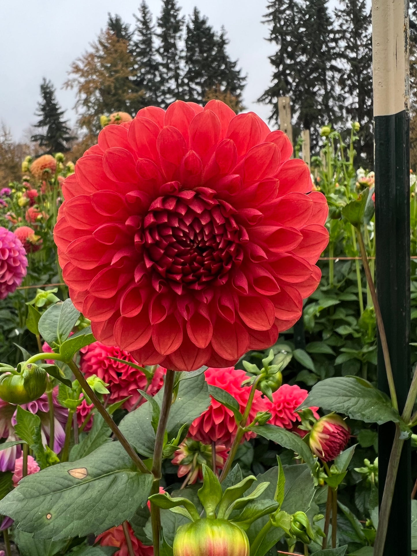 Chimacum nadjae - Dahlia Tuber