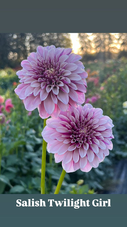 Salish Twilight Girl - Dahlia Tuber