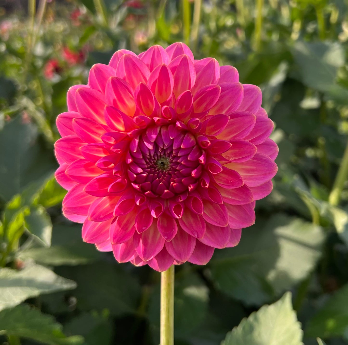 Pink Suffusion - Dahlia Tuber