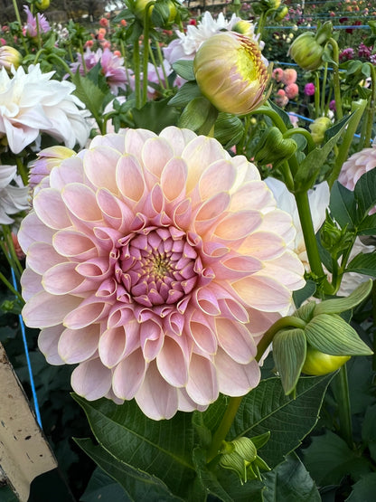 KA Cinder Rose - Rooted Cutting