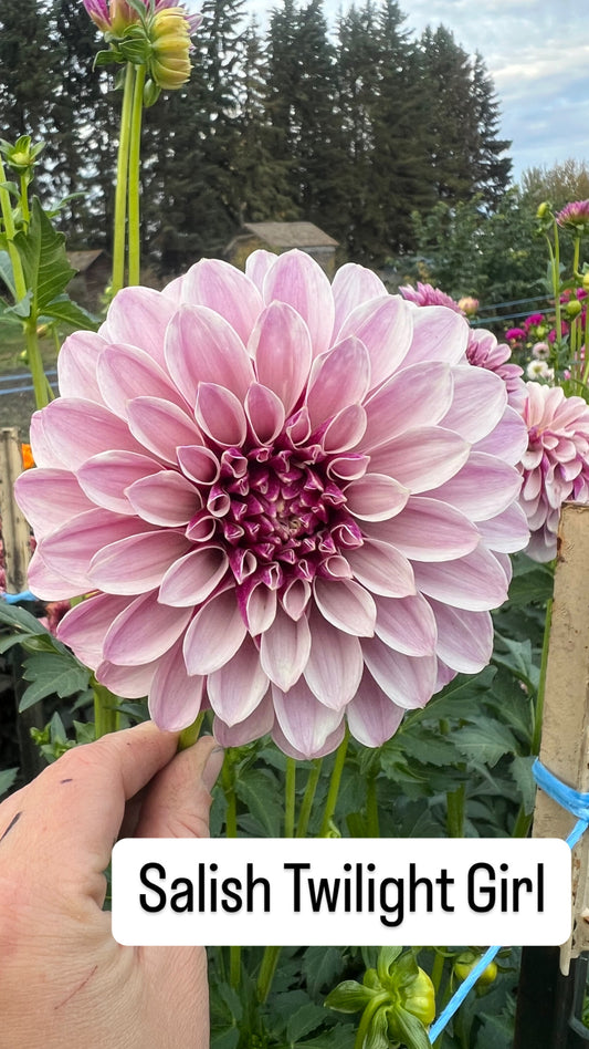 Salish Twilight Girl - Dahlia Tuber