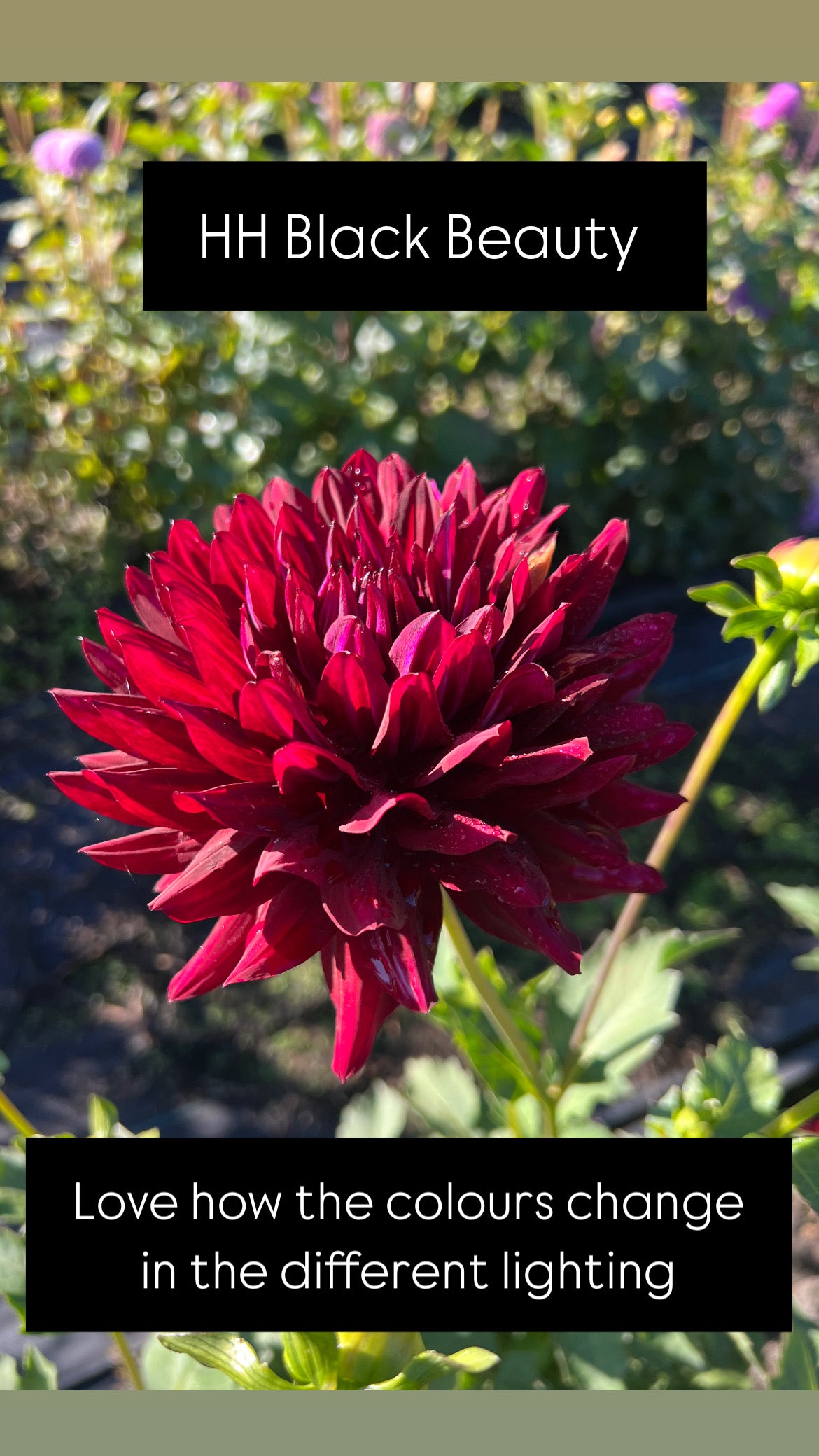 Hollyhill Black Beauty - Dahlia Tuber