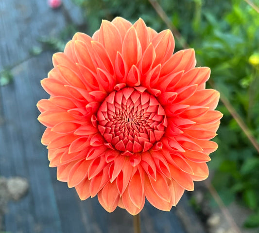 Rossendale Peach - Dahlia Tuber