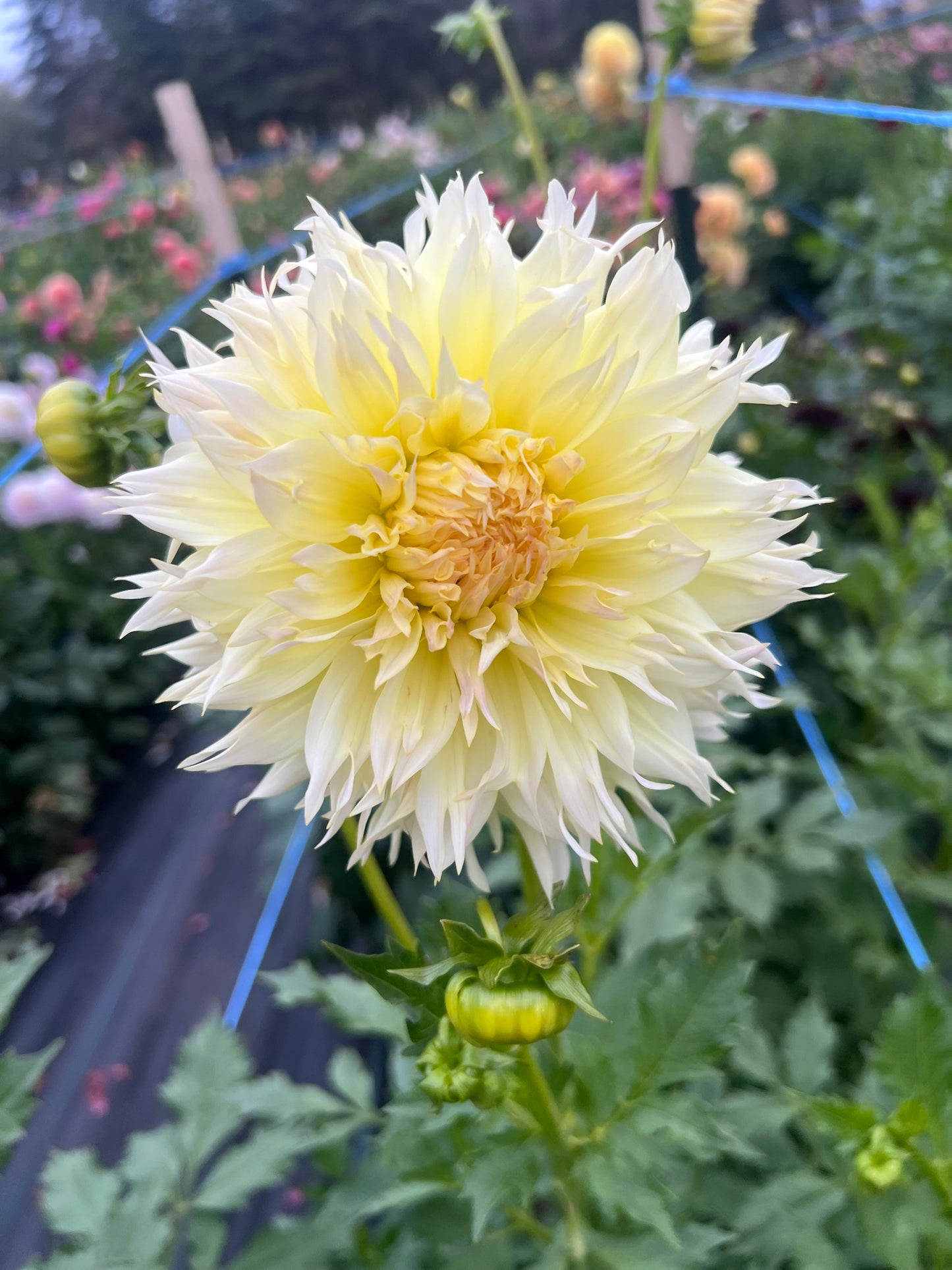 Citron De Cap - Dahlia Tuber