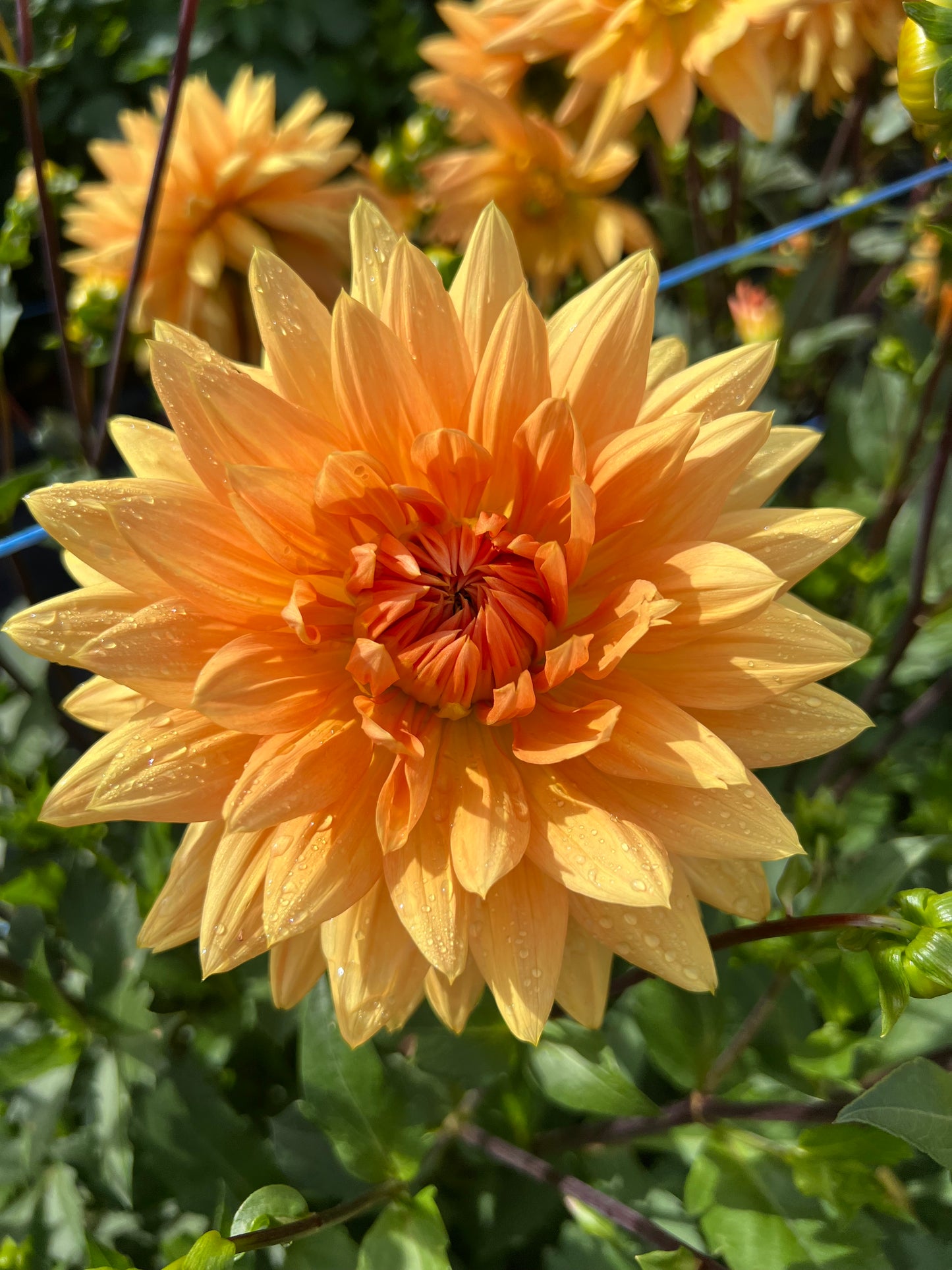 Prince of Orange - Dahlia Tuber