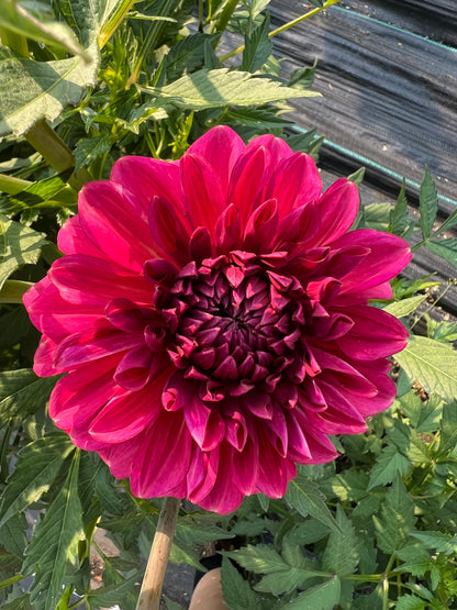 Perch Hill - Dahlia Tuber