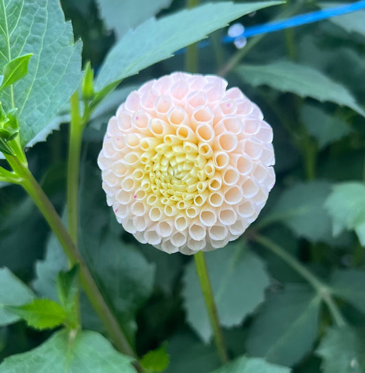 Irish D Porter - Dahlia Tuber