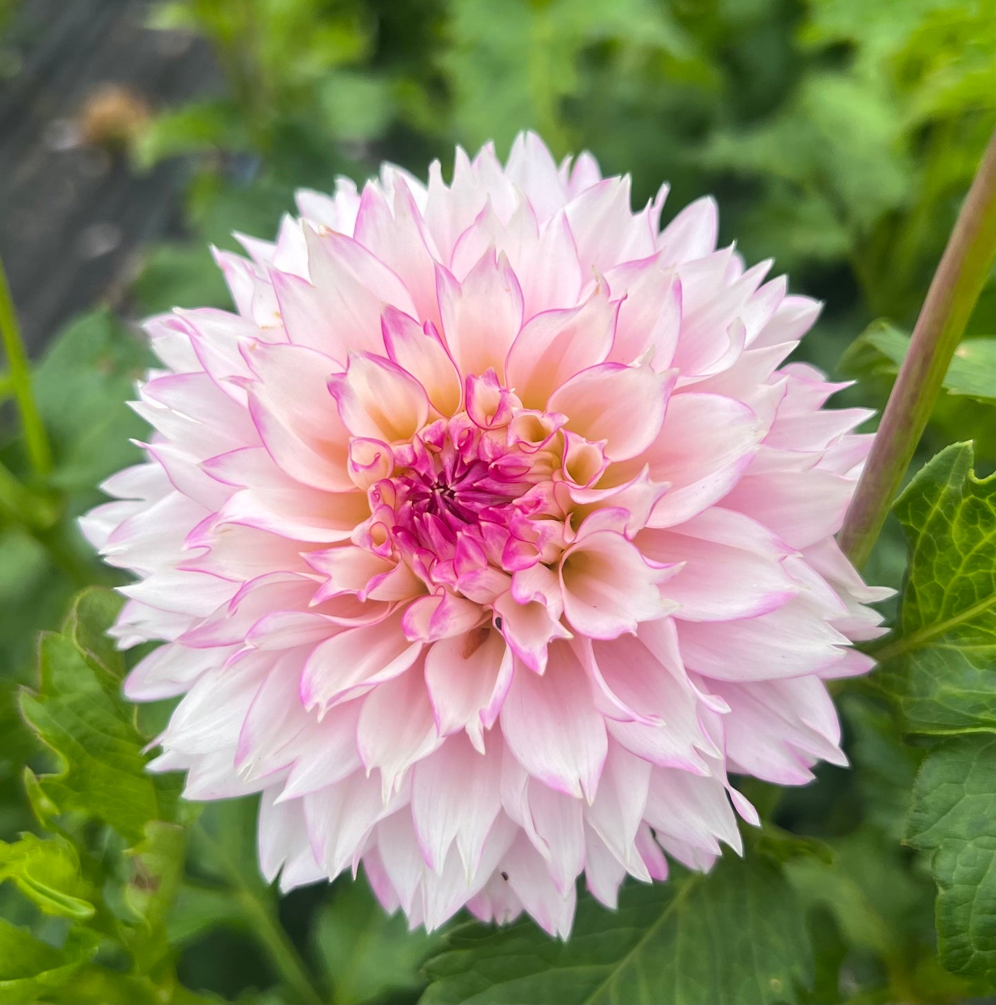 Hollyhill Pinkie - Dahlia Tuber