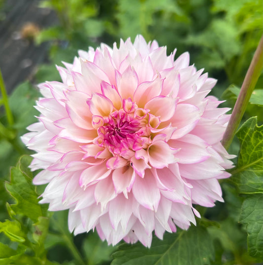 Hollyhill Pinkie - Dahlia Tuber