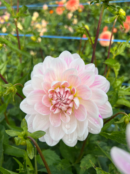 Kelgai Anne - Dahlia Tuber