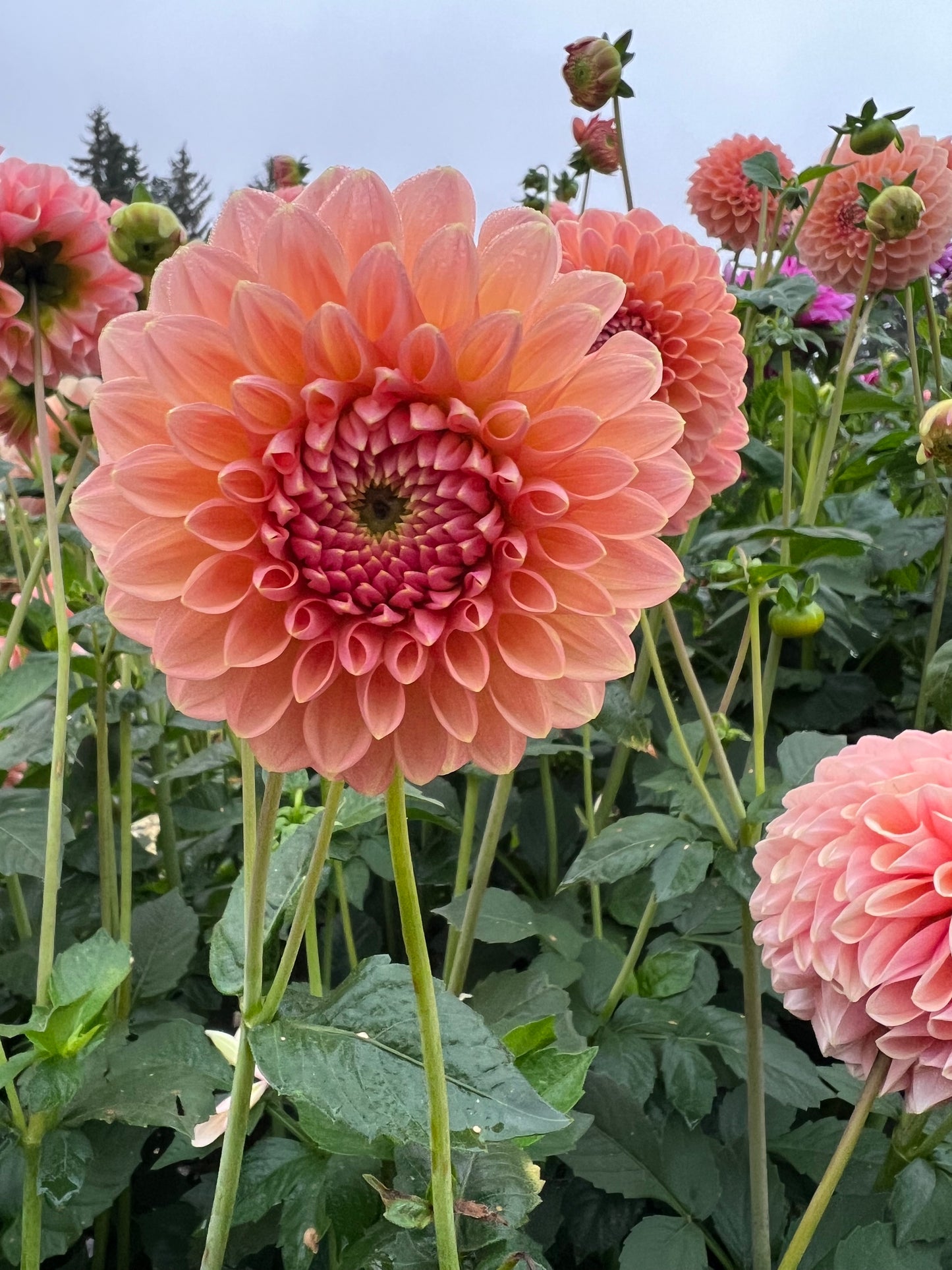 Lindas' Baby - Dahlia Tuber