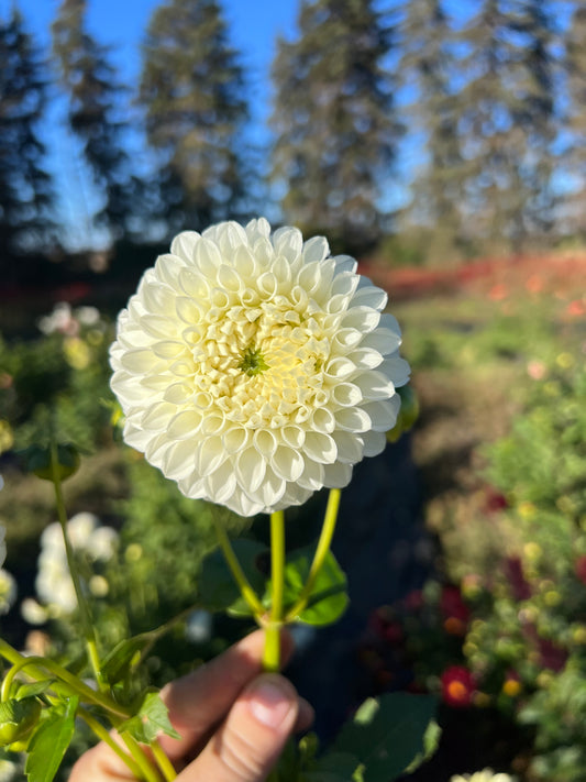 Ice Baby - Dahlia Tuber